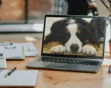 En laptop visar en söt Berner sennenhund. Kanske är det dags att lära sig hur man byter bakgrundsbild på datorn för att få en liknande vy!