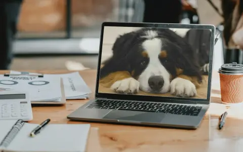 En laptop visar en söt Berner sennenhund. Kanske är det dags att lära sig hur man byter bakgrundsbild på datorn för att få en liknande vy!