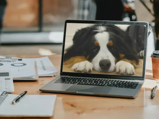 En laptop visar en söt Berner sennenhund. Kanske är det dags att lära sig hur man byter bakgrundsbild på datorn för att få en liknande vy!