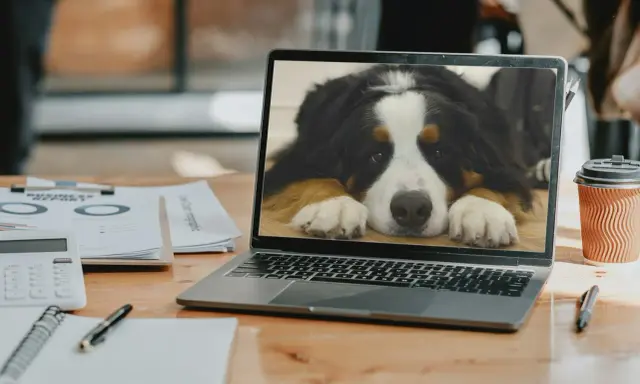 En laptop visar en söt Berner sennenhund. Kanske är det dags att lära sig hur man byter bakgrundsbild på datorn för att få en liknande vy!